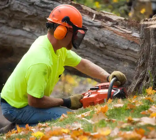 tree services Bunkerville